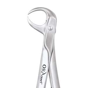LOWER MOLAR (COW HORN)