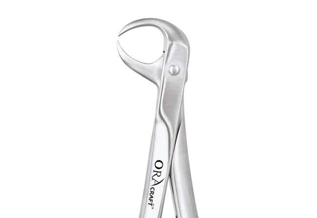 LOWER MOLAR (COW HORN) 1 LOWER MOLAR (COW HORN)