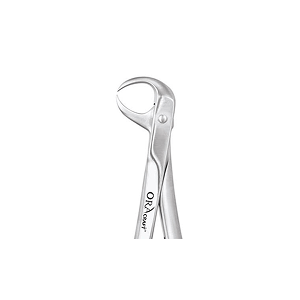 Oracraft Lower Molar (Cow Horn)